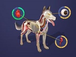 Pet Designer Idle Casual Game