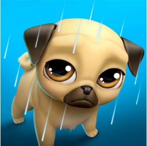 Pug Care: Louie's Daily Routine